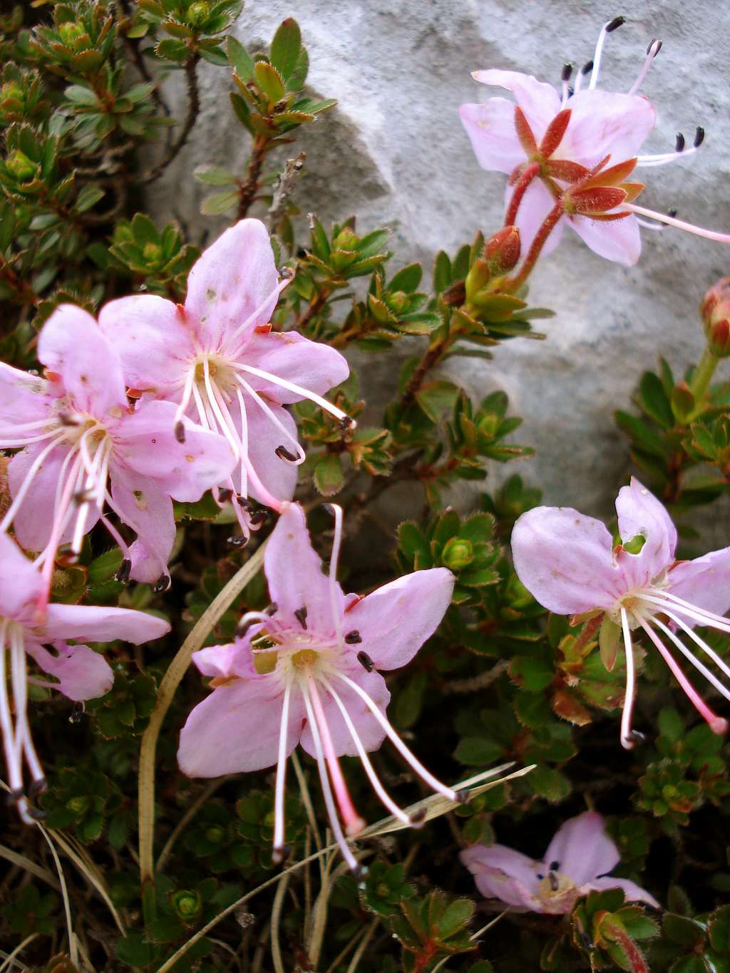 Rhodothamnus chamaecistus