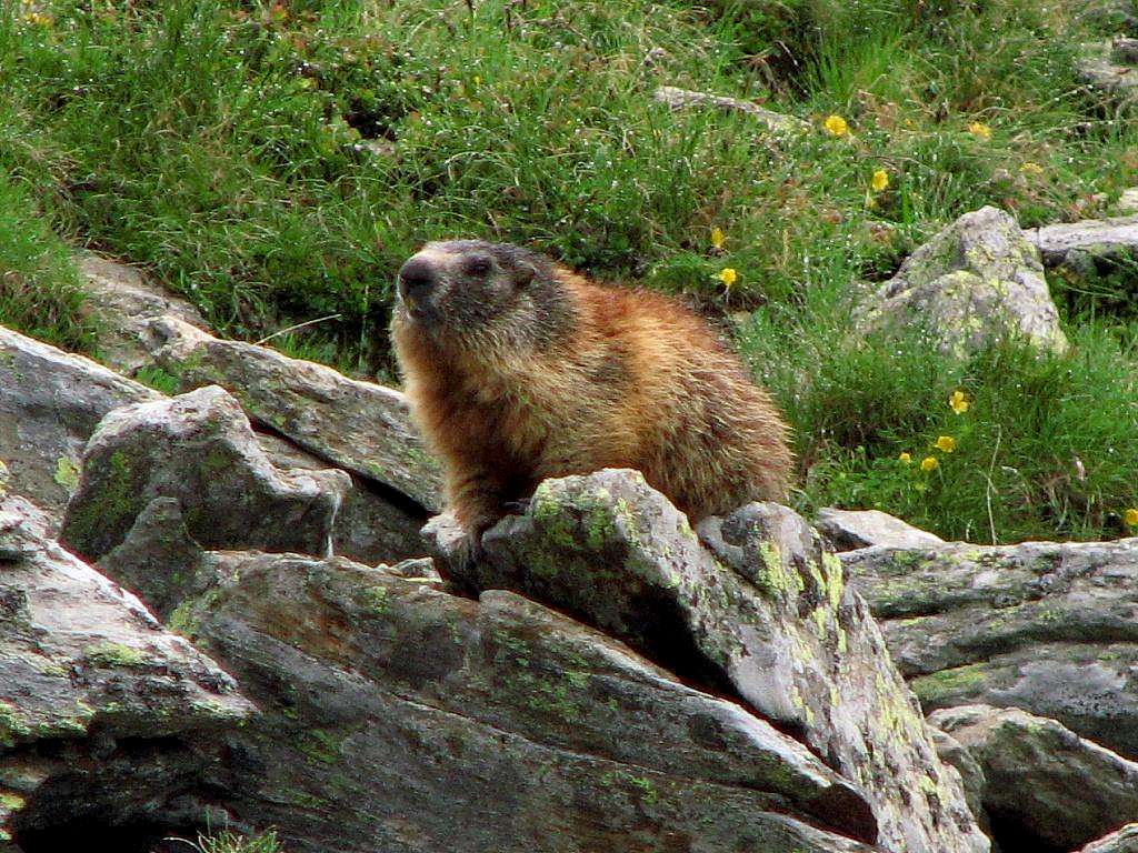 Exhibitionist marmot under Rifugio Carate