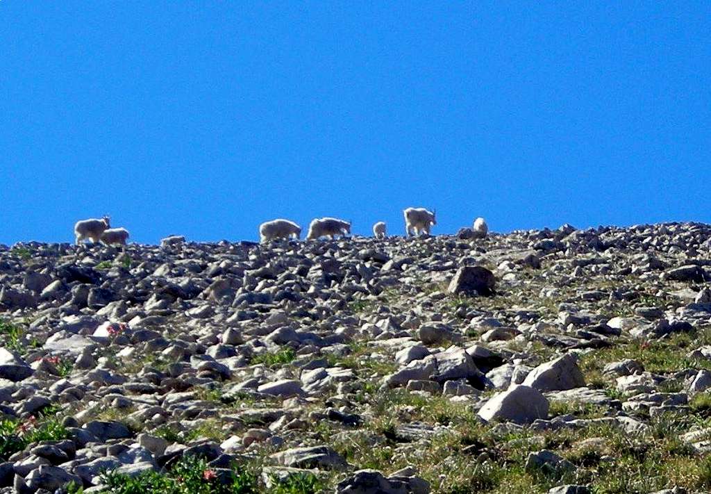 Mountain Goats on Mt. Marsell