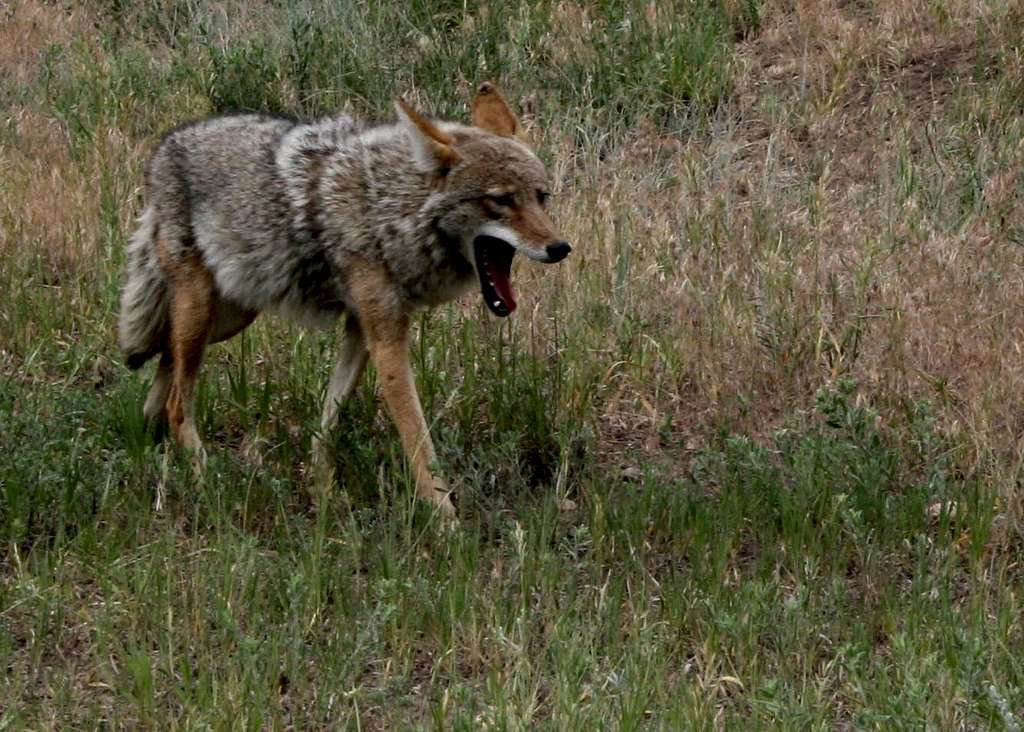 Coyote (Canis latrans) in Rocky Mountain National Park