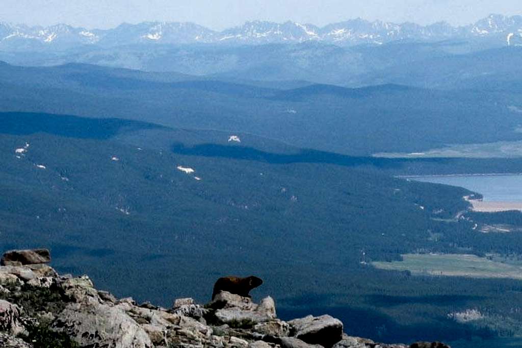 Marmot on Mt. Elbert