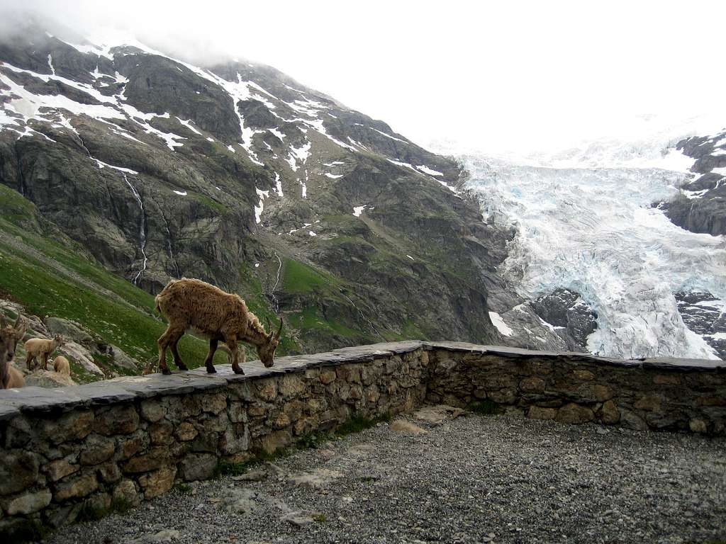 The Ibex at the hut