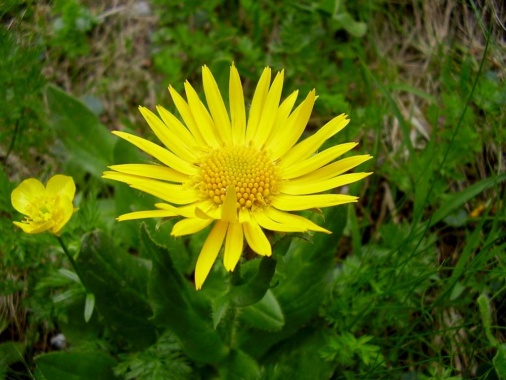 Doronicum styriacum (big) and Ranunculus pseudomontanus (small)