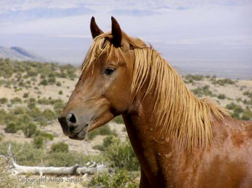 Portrait of a Wild Mustang