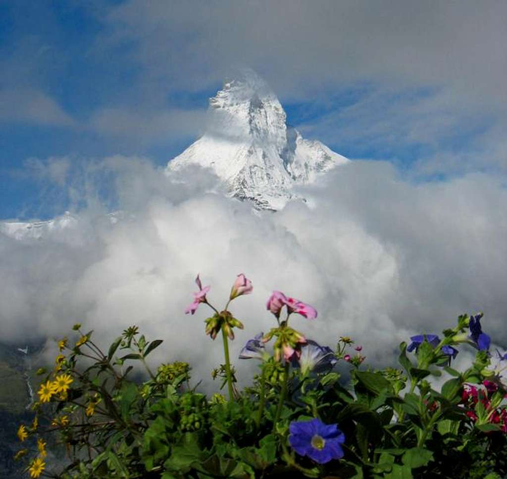 Matterhorn and Flowers