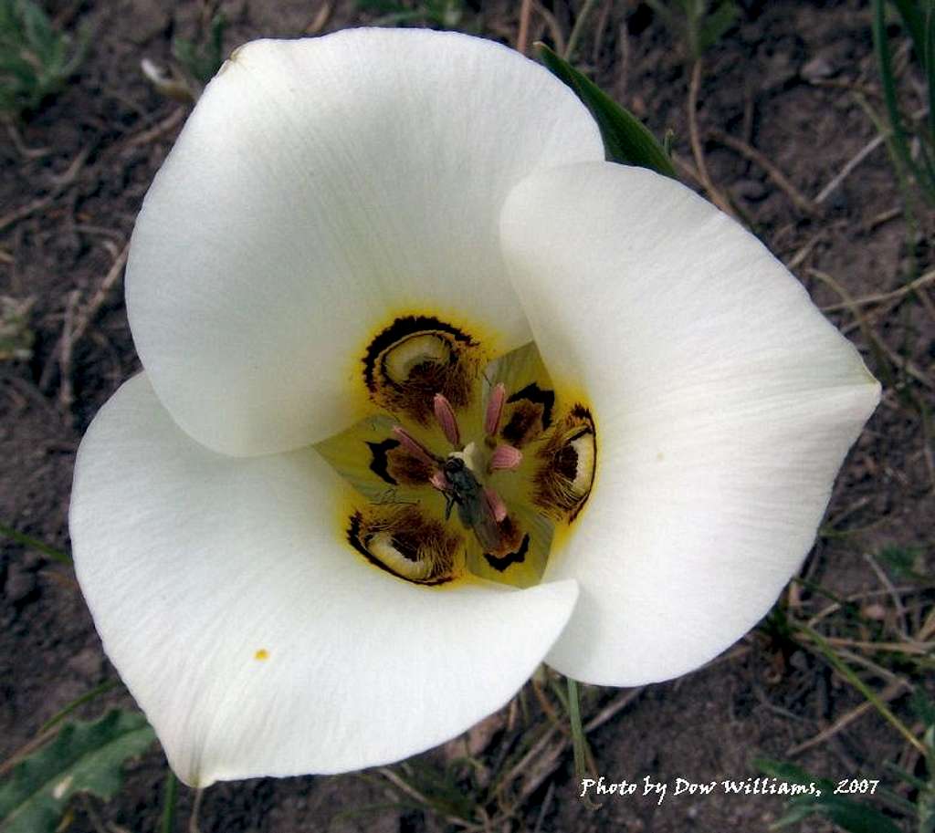 Sego Lilly