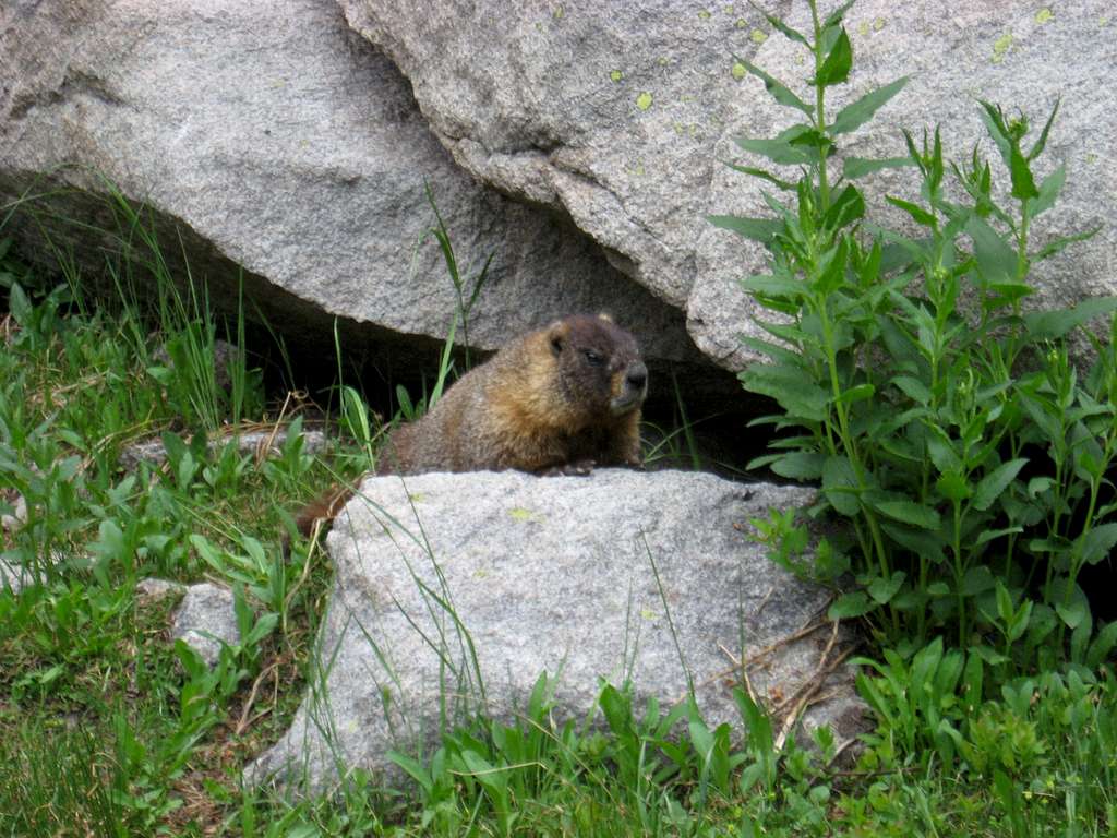 RNMP Marmot
