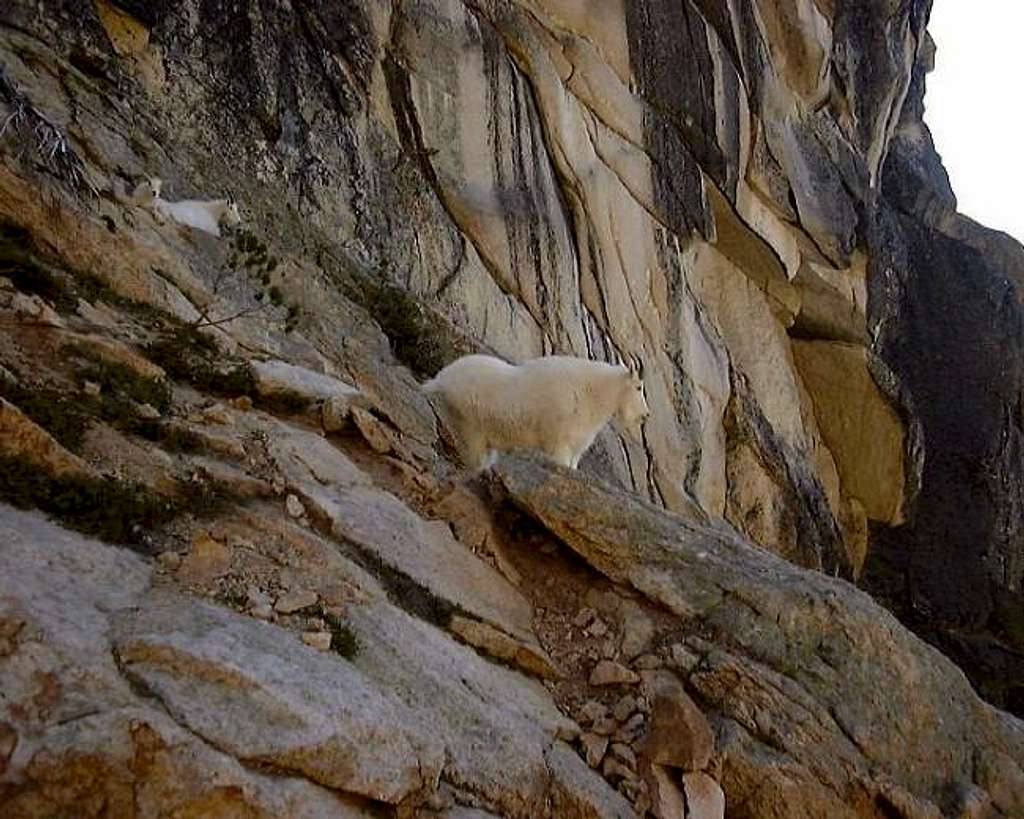 A mountain goat staring down...