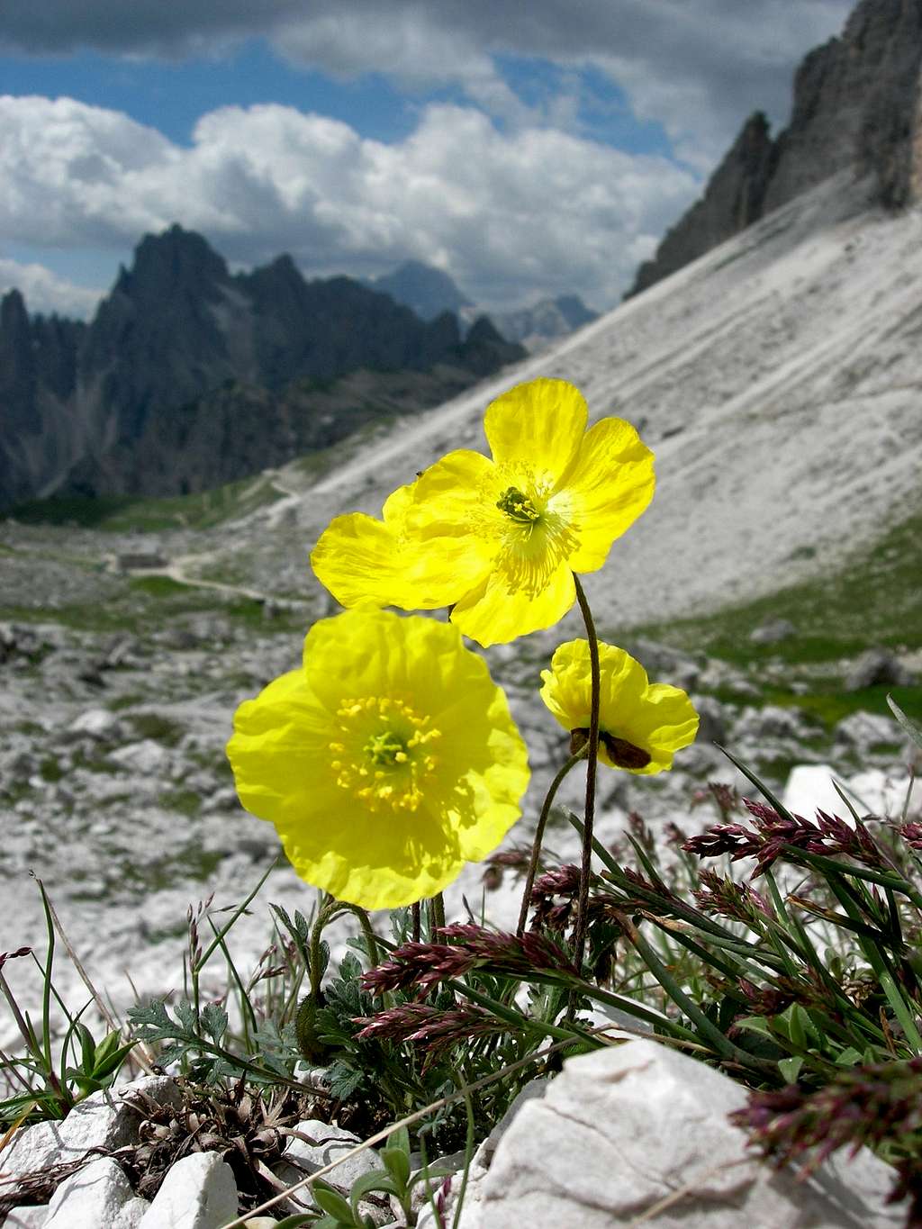 <b><i>Papaver alpinum