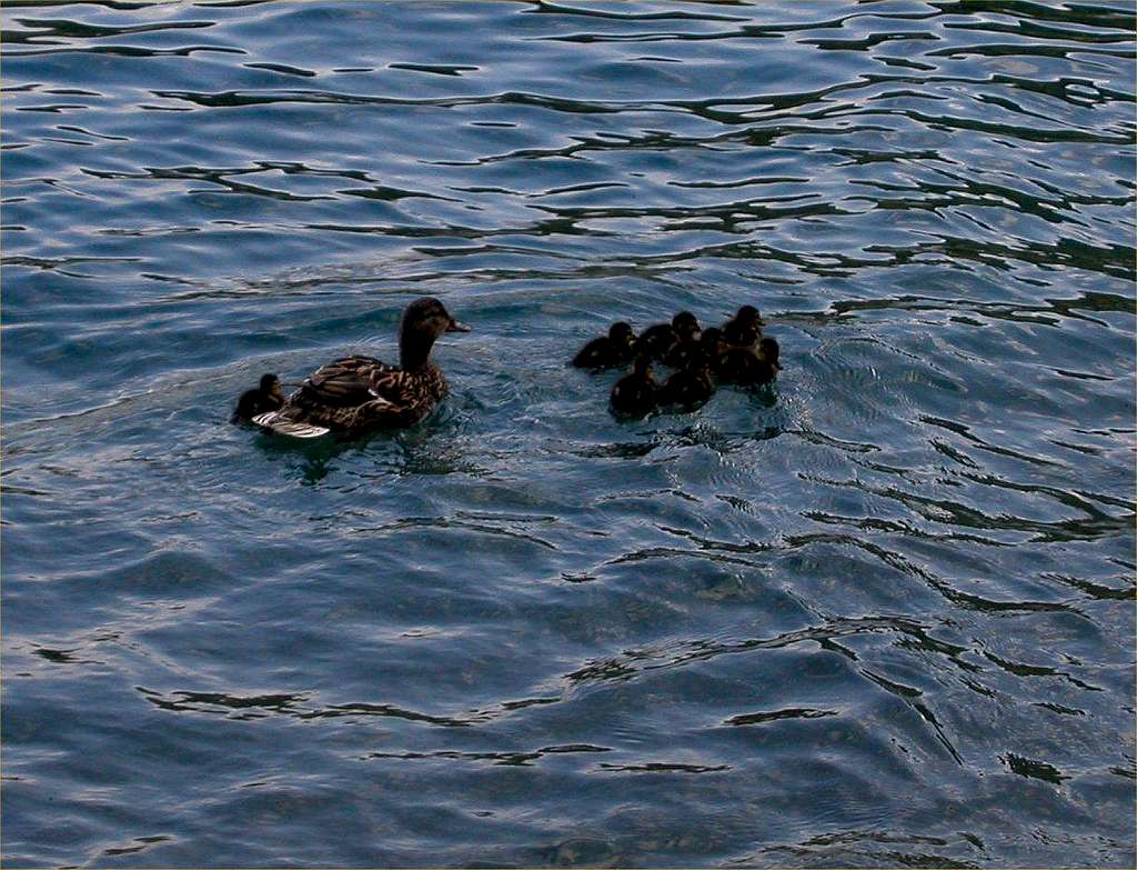 The ducks on the Bohinj lake.
