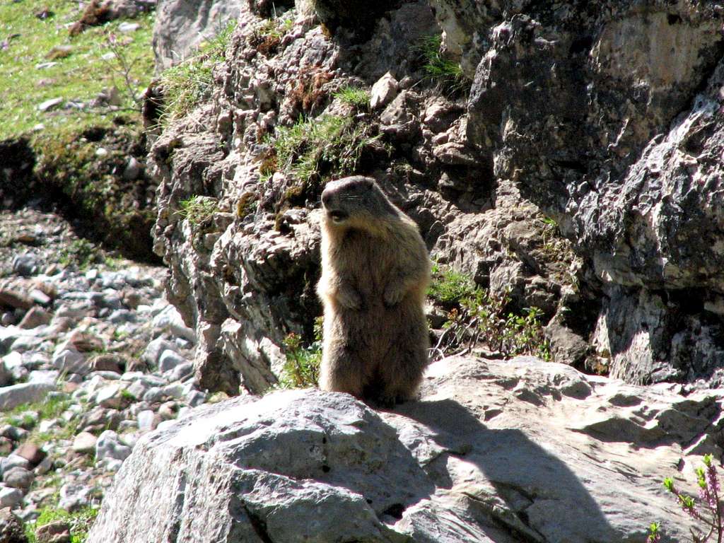 An alpine marmot