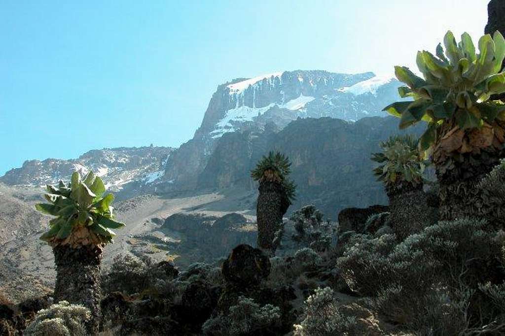 Kilimanjaro from Barranco...