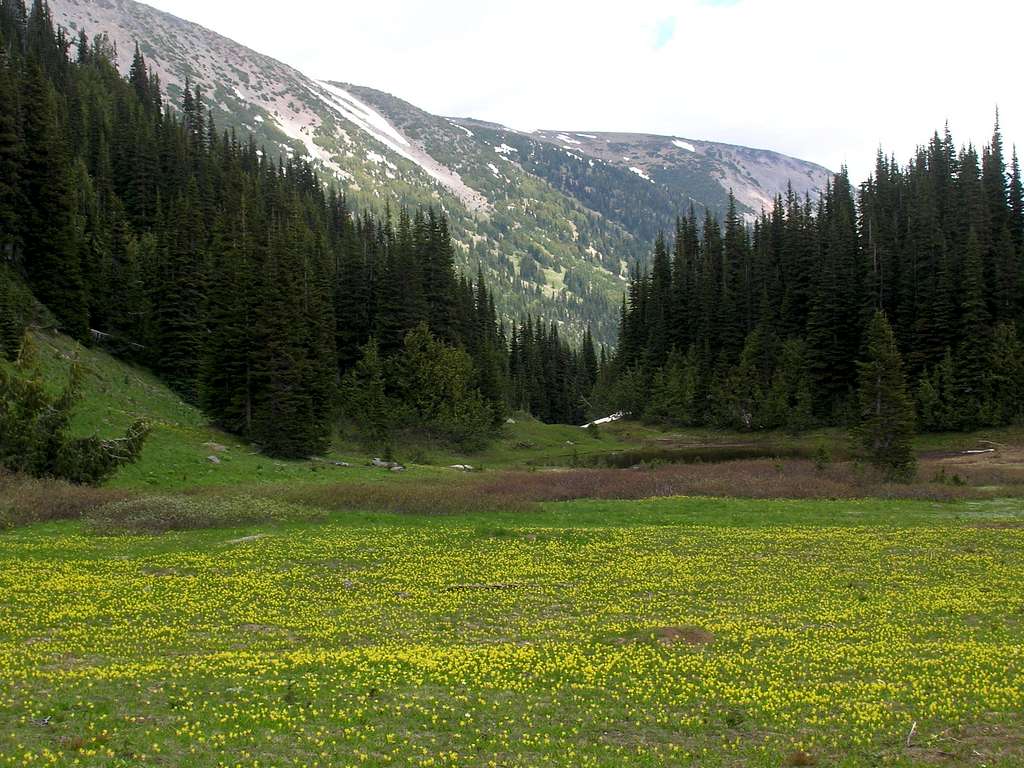 glacier basin and flowers