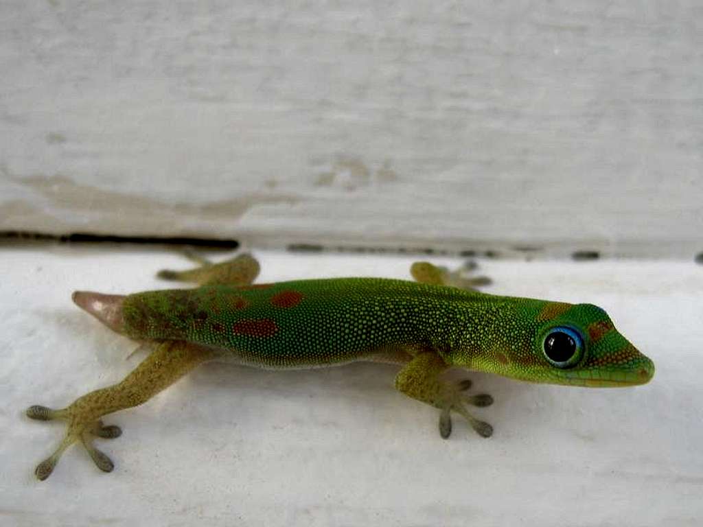 Gold-dust Day Gecko