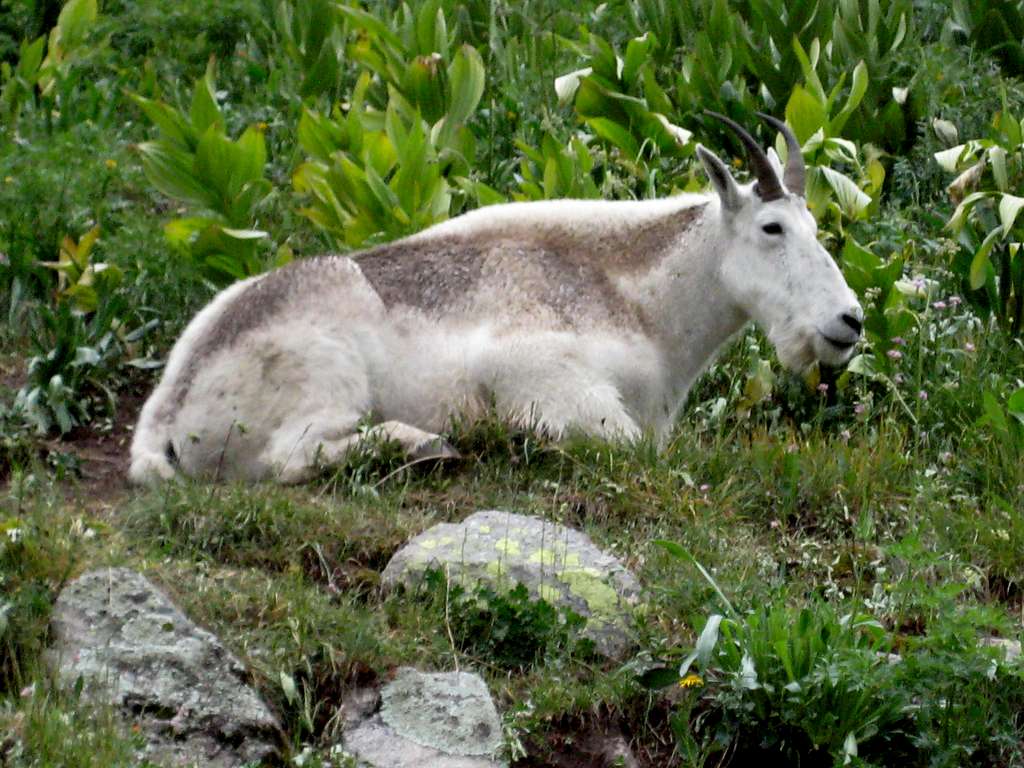 Alpha Goat