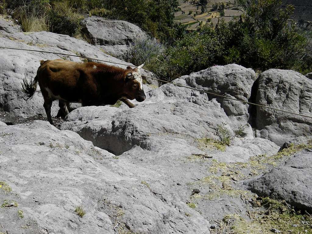 Wild Bull On the Trail