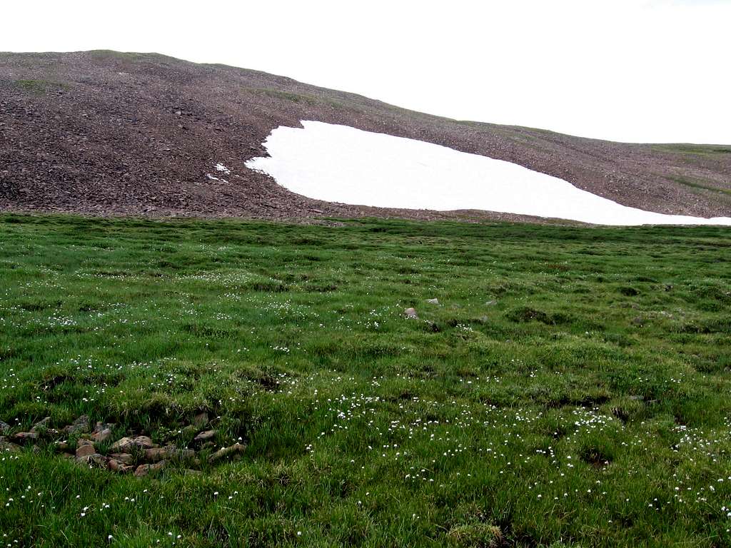 meadow on the ridge