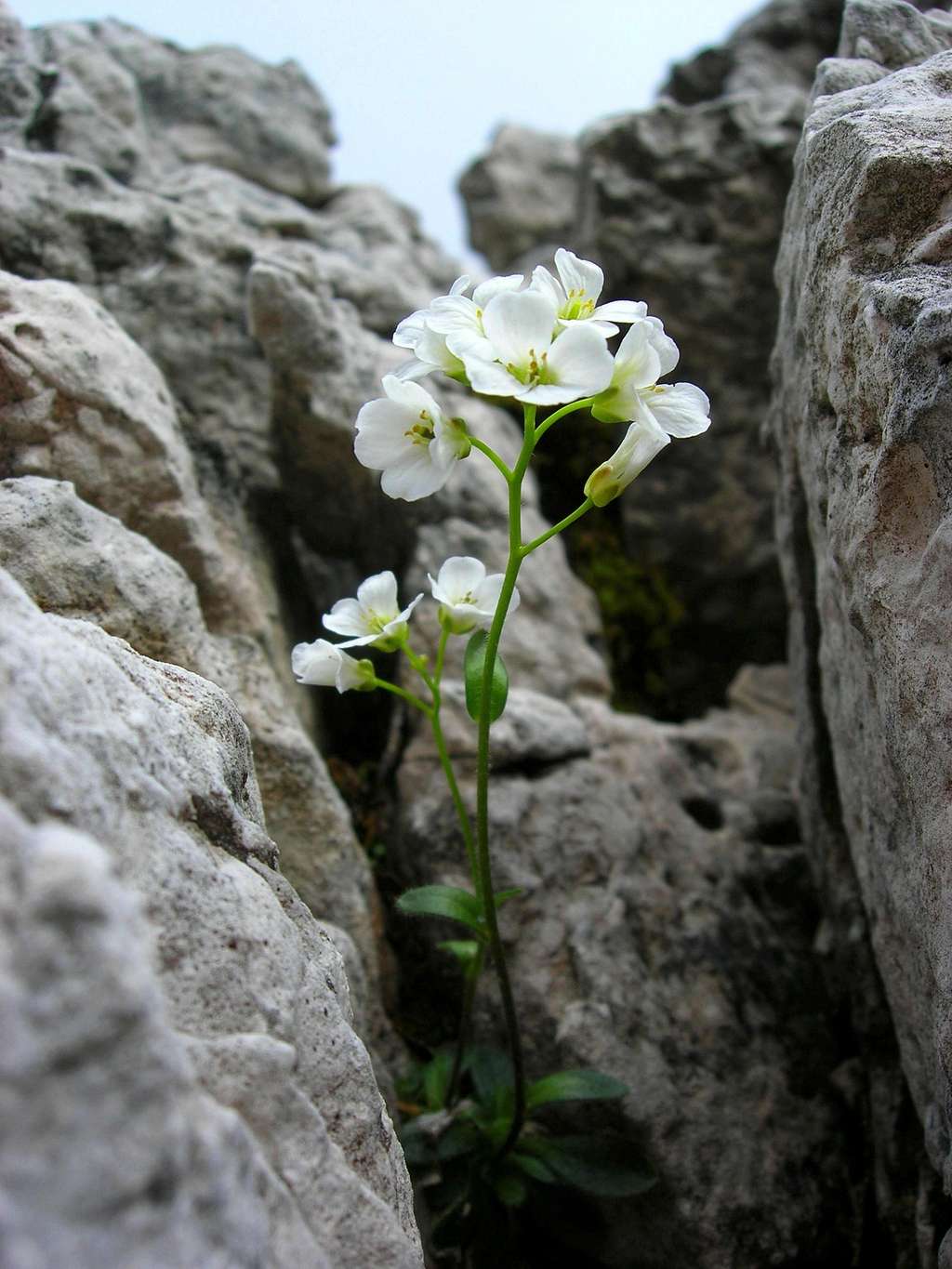 Brassicaceae