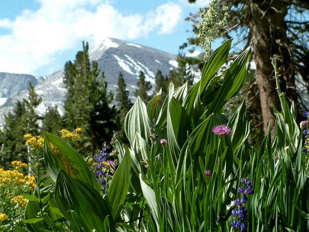 Dana Meadow Flowers