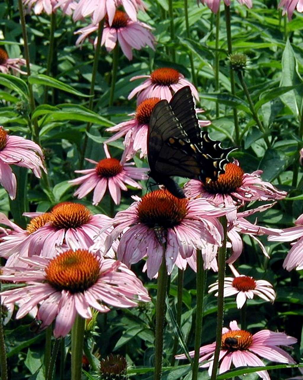 Black Swallowtail