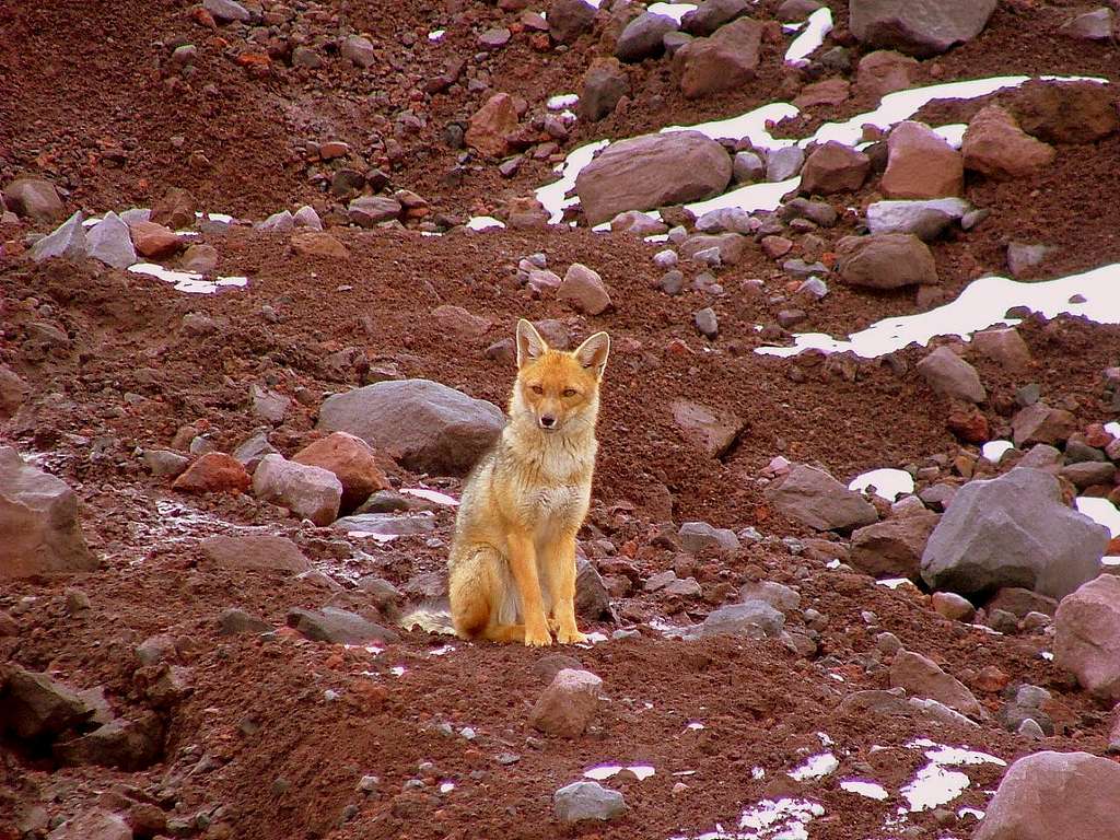 Andean wolf (fox) near the glacier.