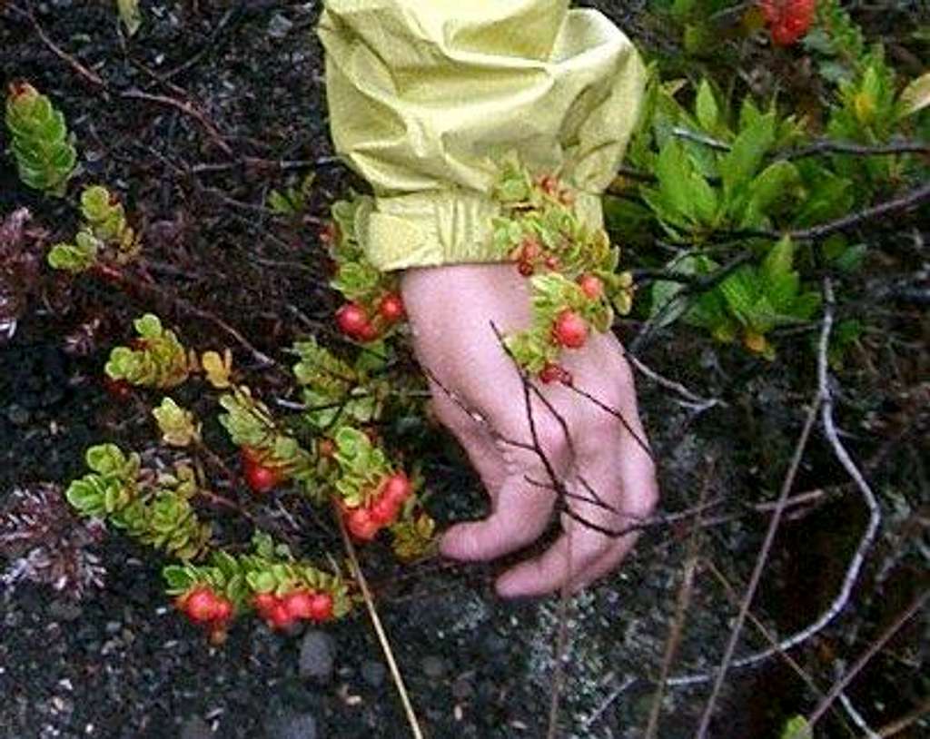 Ohelo berries near Devil's Throat