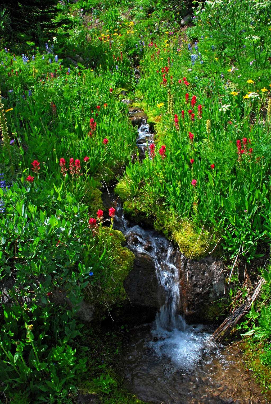 Stream and Flowers