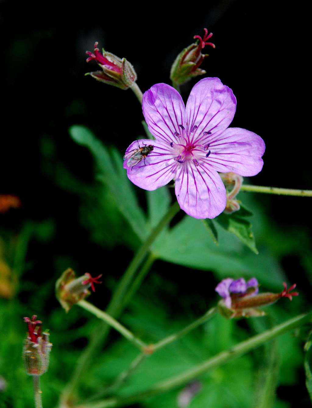 Geranium and Fly