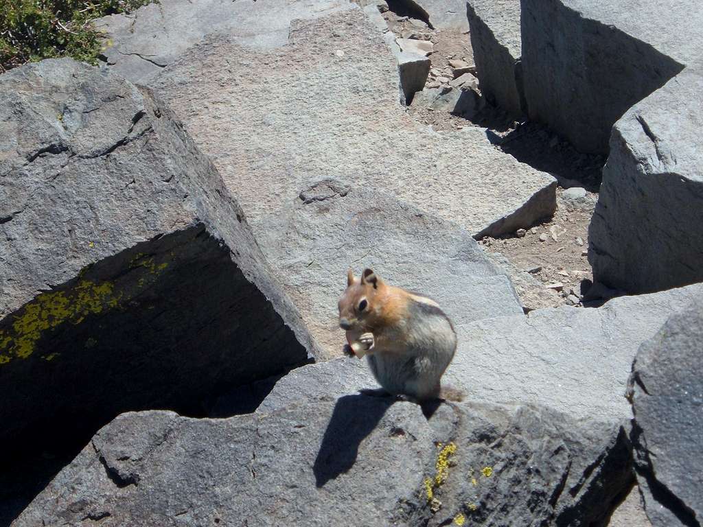 Chipmunk having lunch on the summit