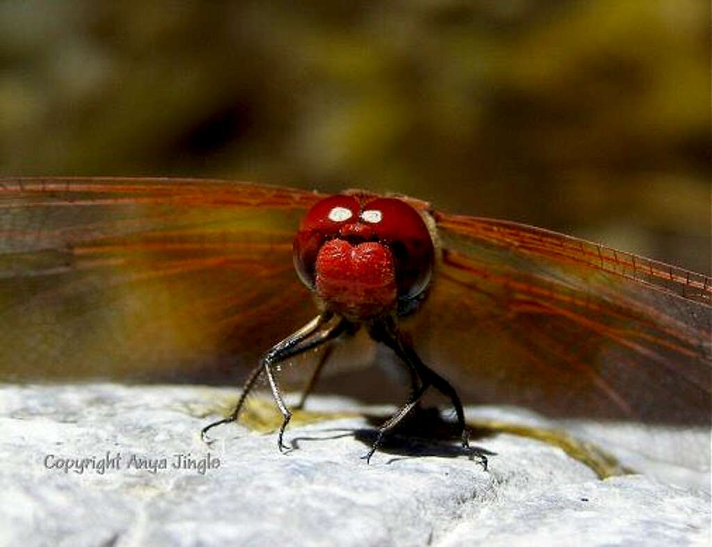 Face to face with Dragonfly