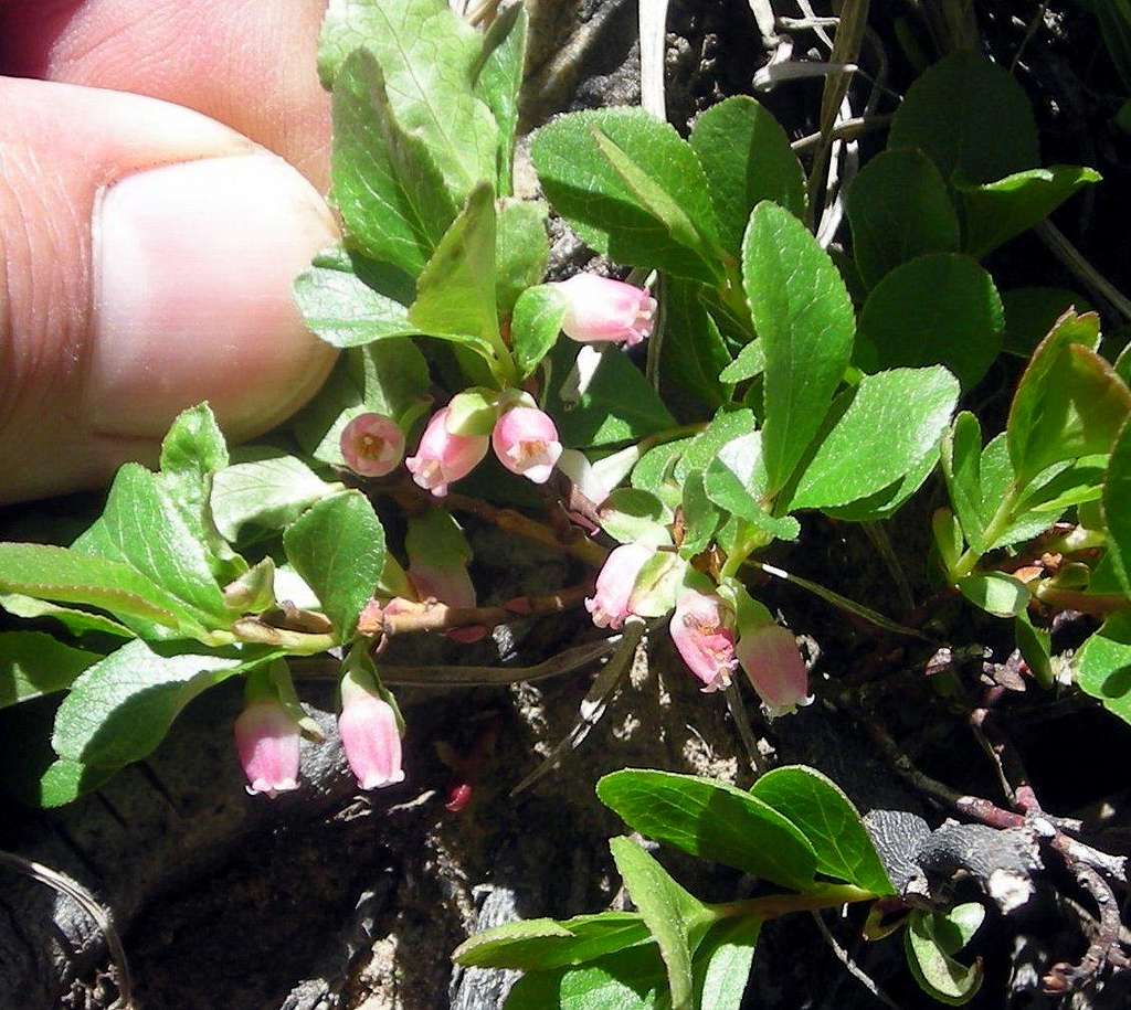 Blooming huckleberry