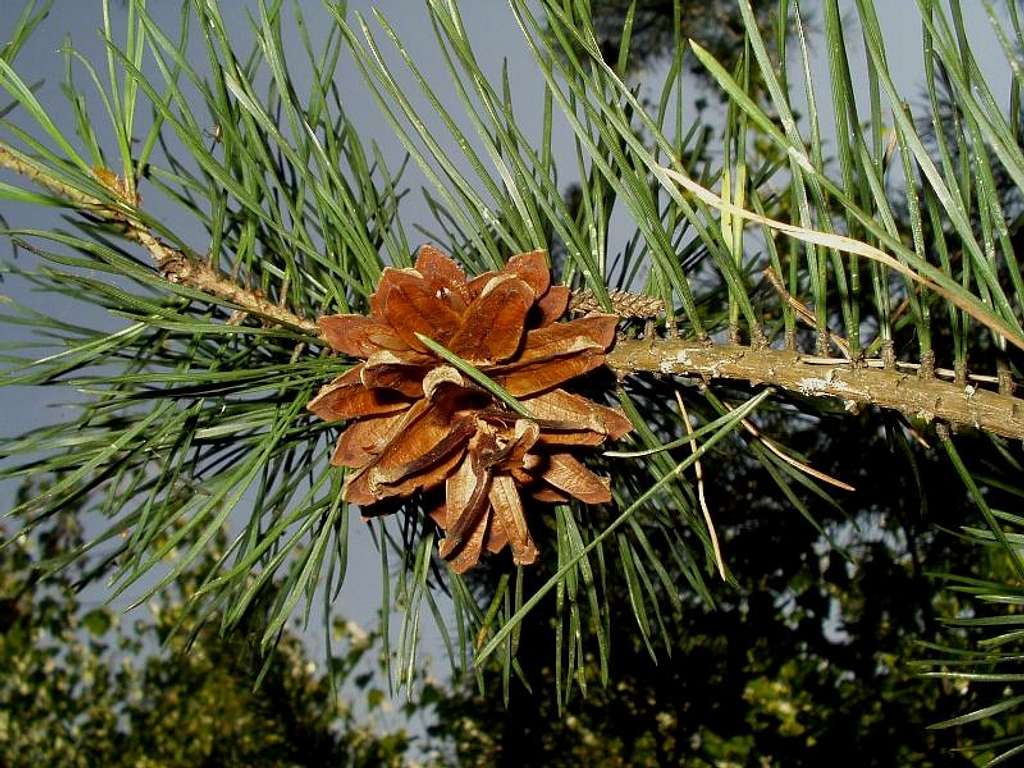 Open Pine Cone of Pinus Sylvestris