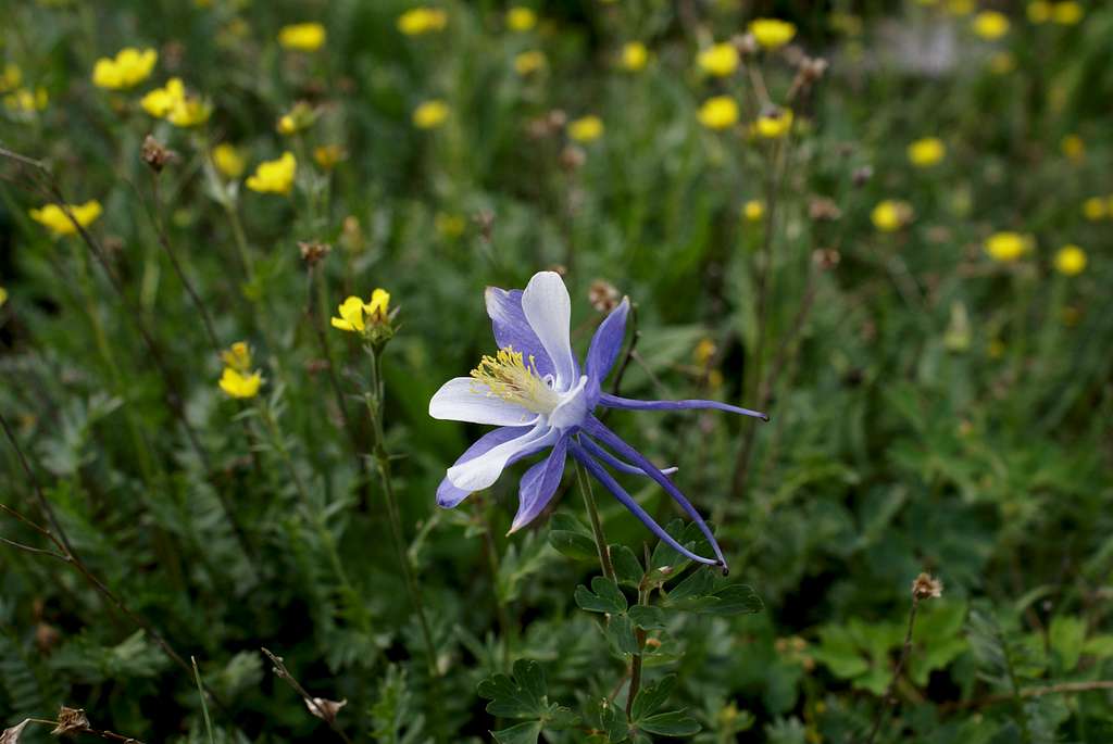 Tundra Flower