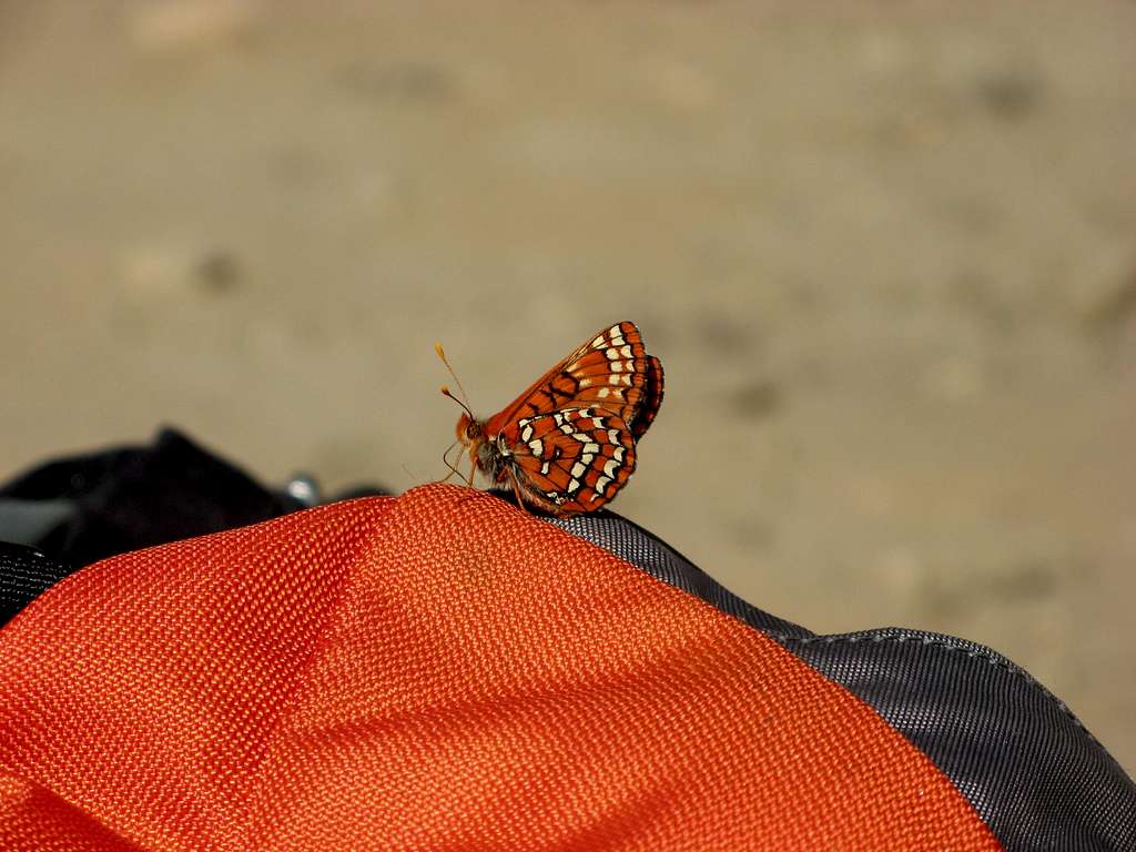 Butterfly in The Enchantments
