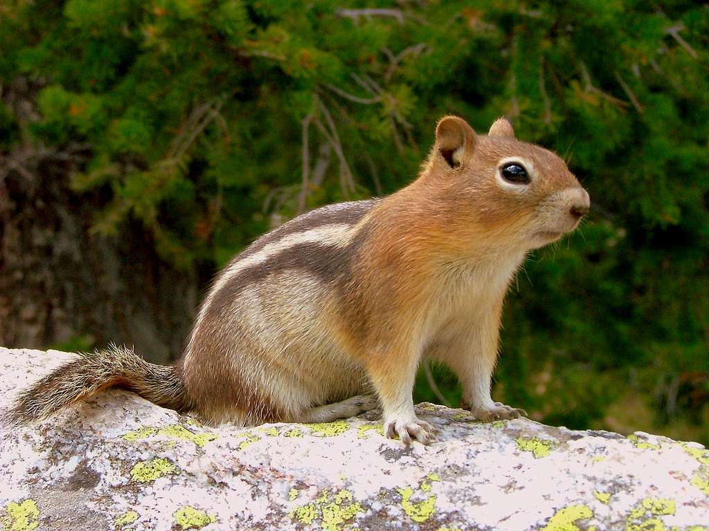 Grand Teton National Park Golden-mantled Ground Squirrel