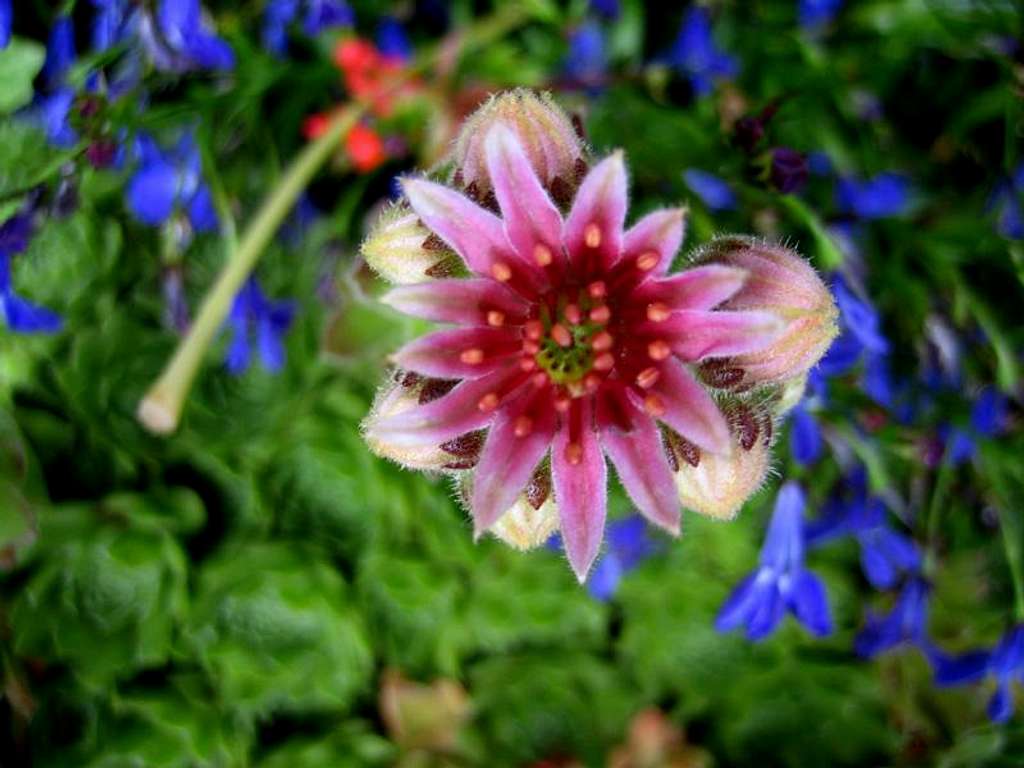 alpine wildflower