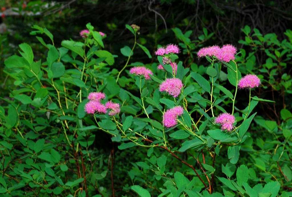 Subalpine Spirea