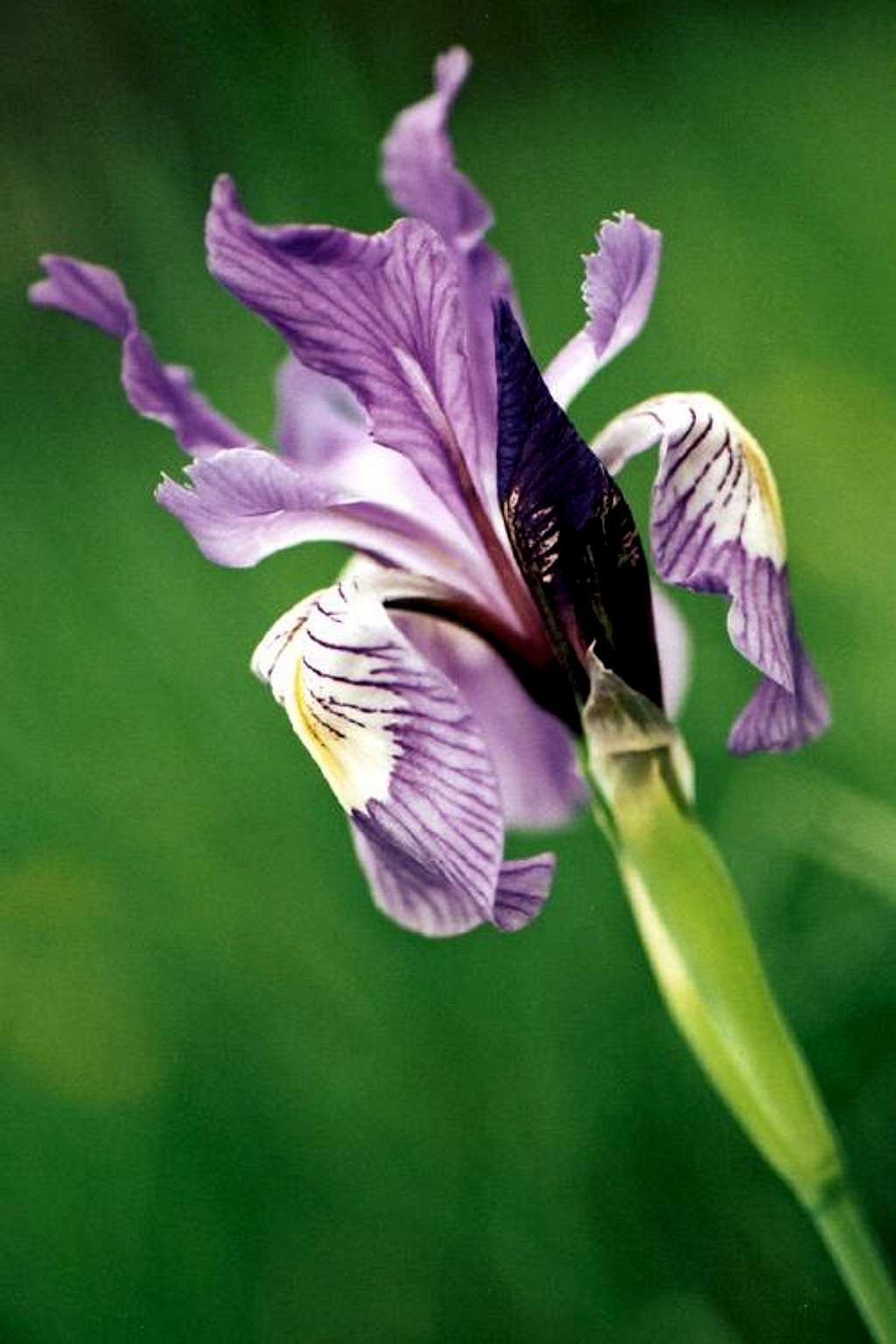 Wild Iris Close-up