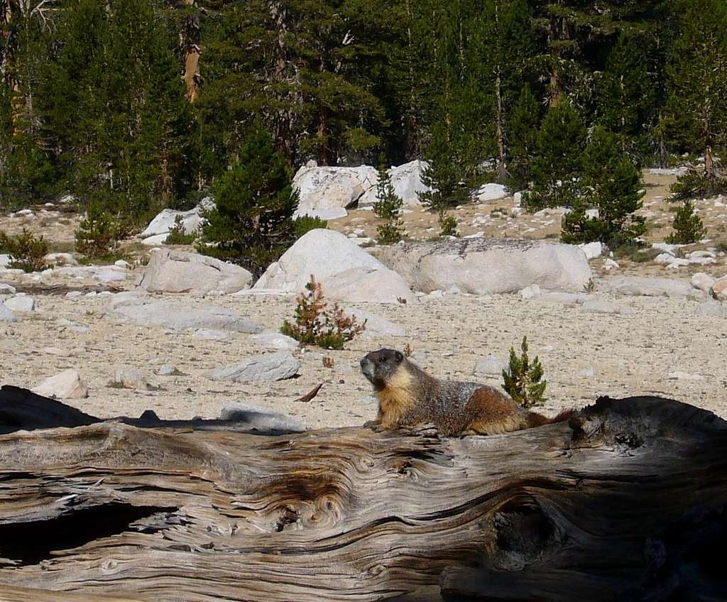 Miter Basin Marmot