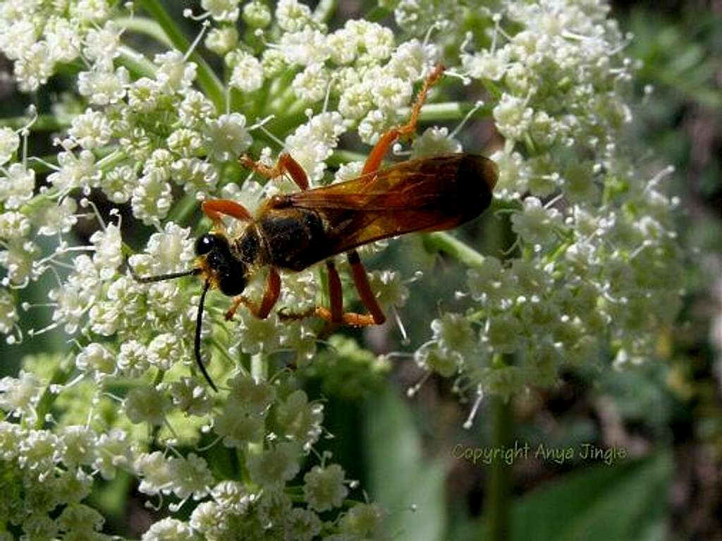 Wasp on Rough Angelica