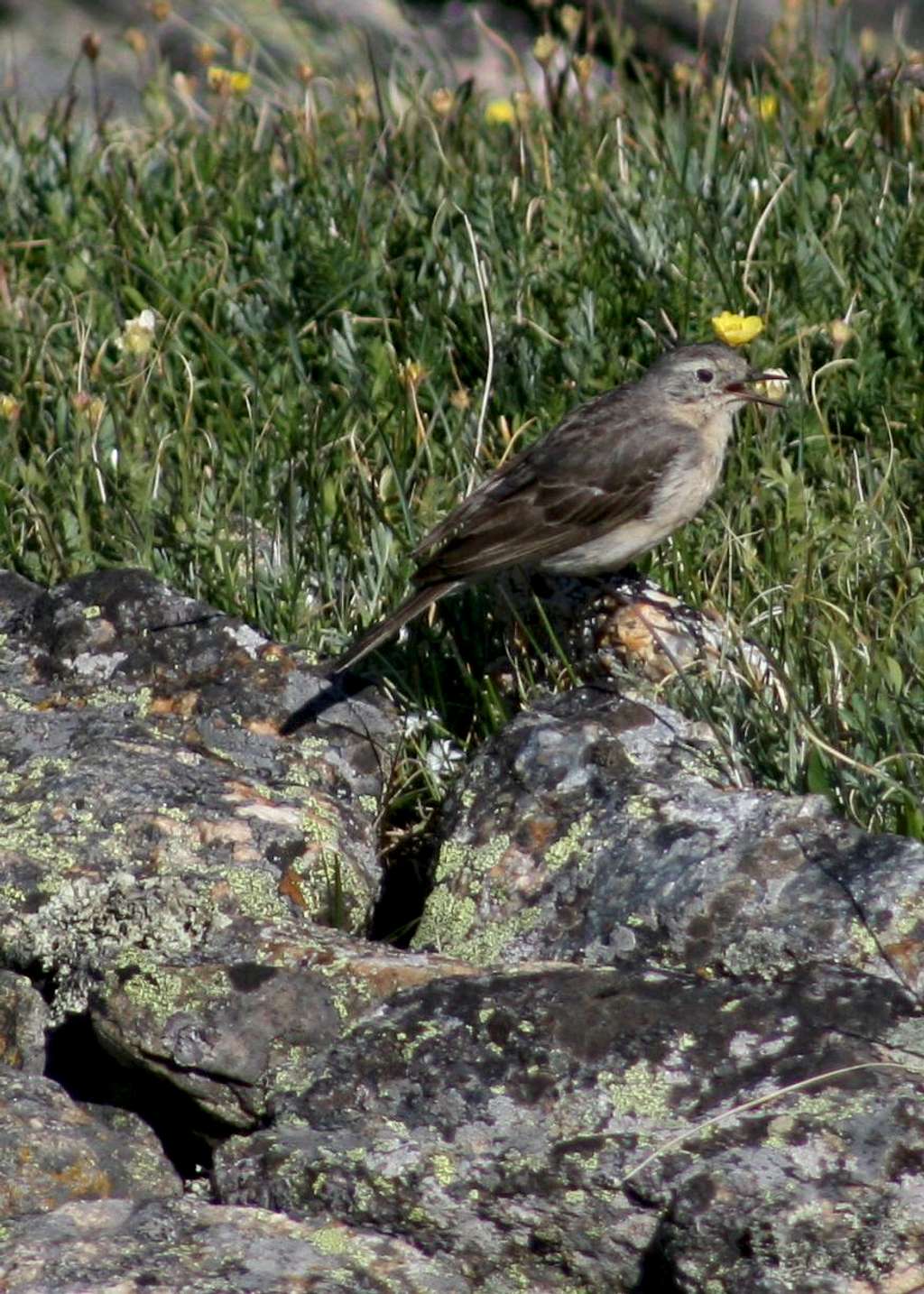 American Pipit (Maybe)