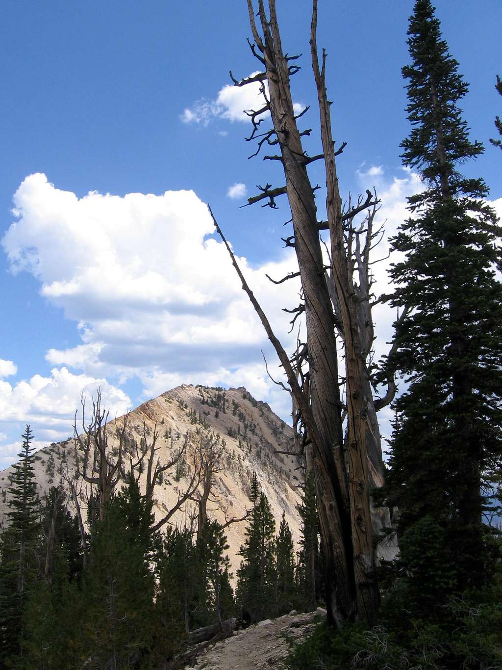 Imogene Peak and dead tree
