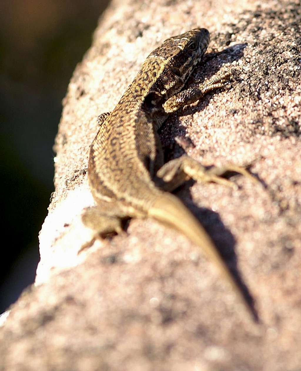 Female Wall Lizard
