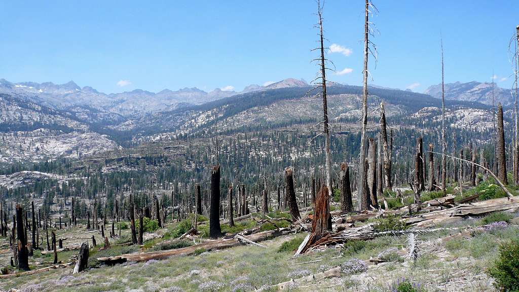 Burned out forest above Reds Meadow