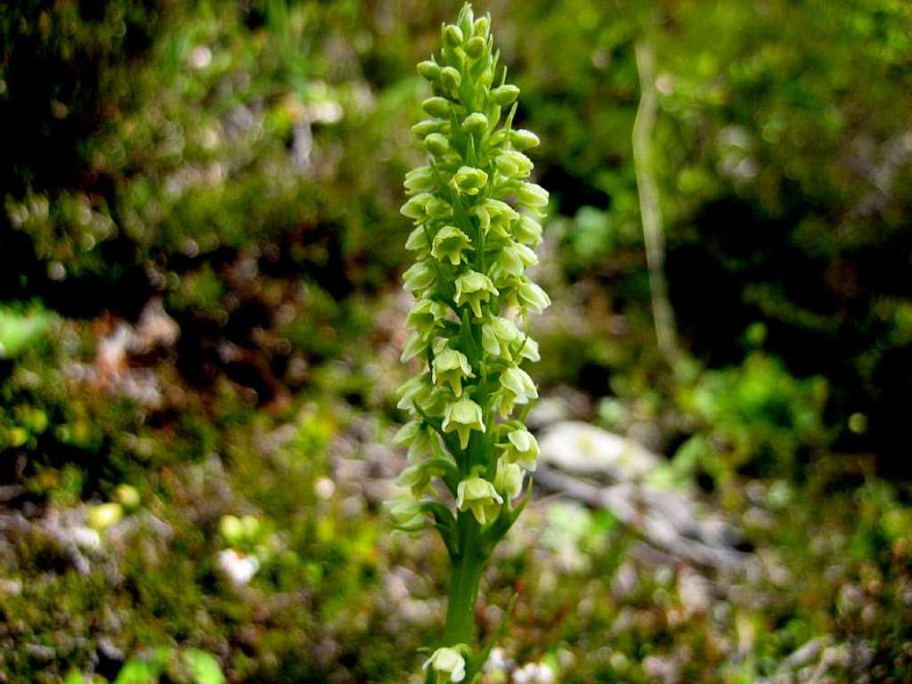 alpen wild white orchid,  near the la Chavanne(1912m)
