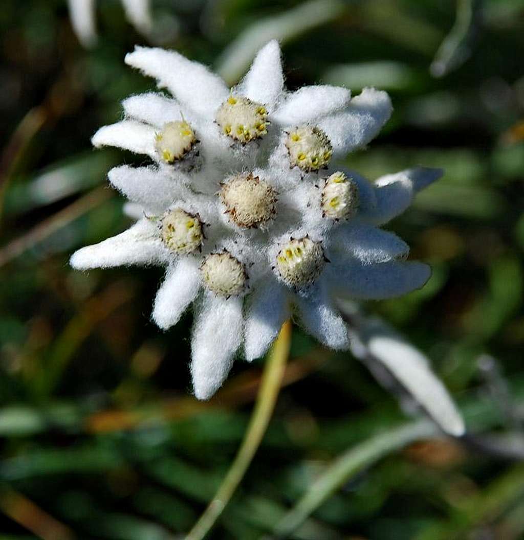 Edelweiss, flowers from the Moon