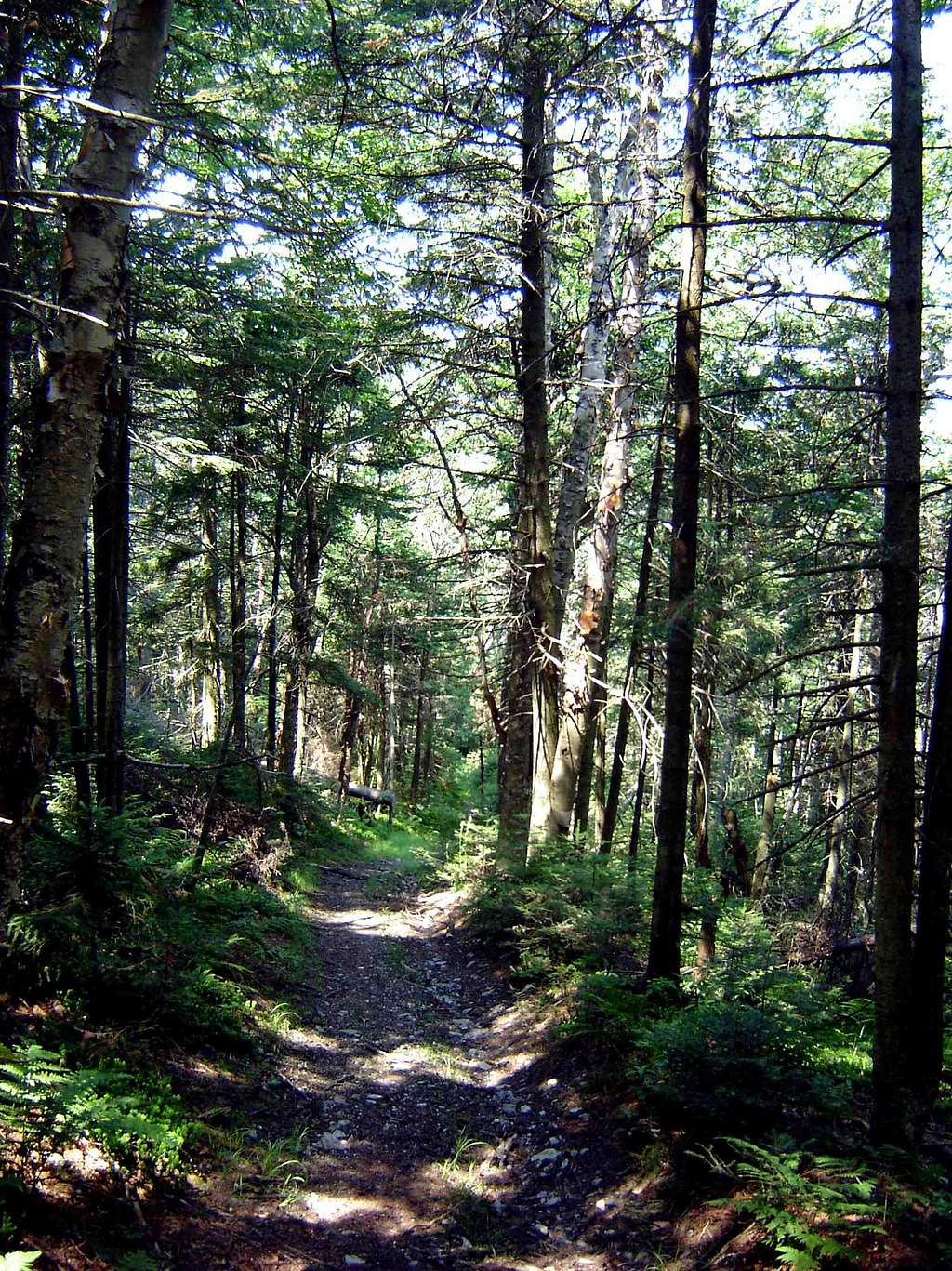 Tower Road Trail