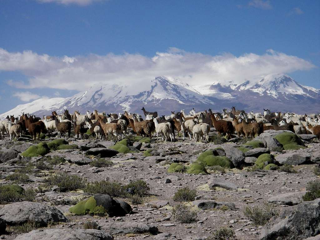Llamas in Front of Nevado Coropuna