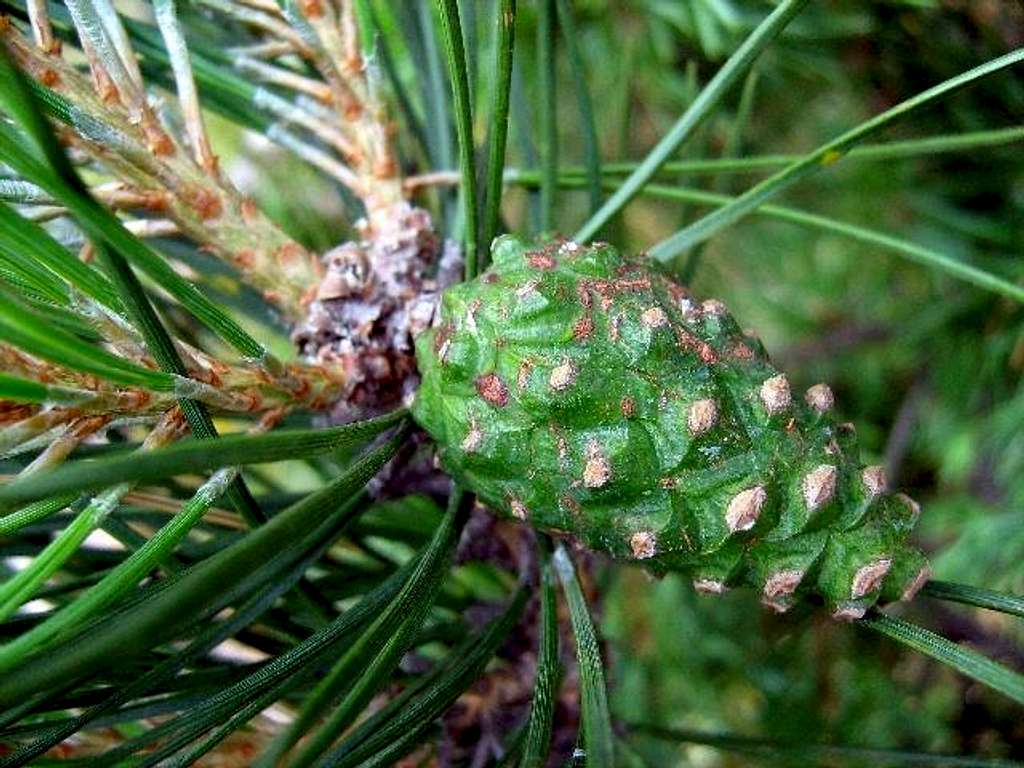 Young cone of Scots Pine
