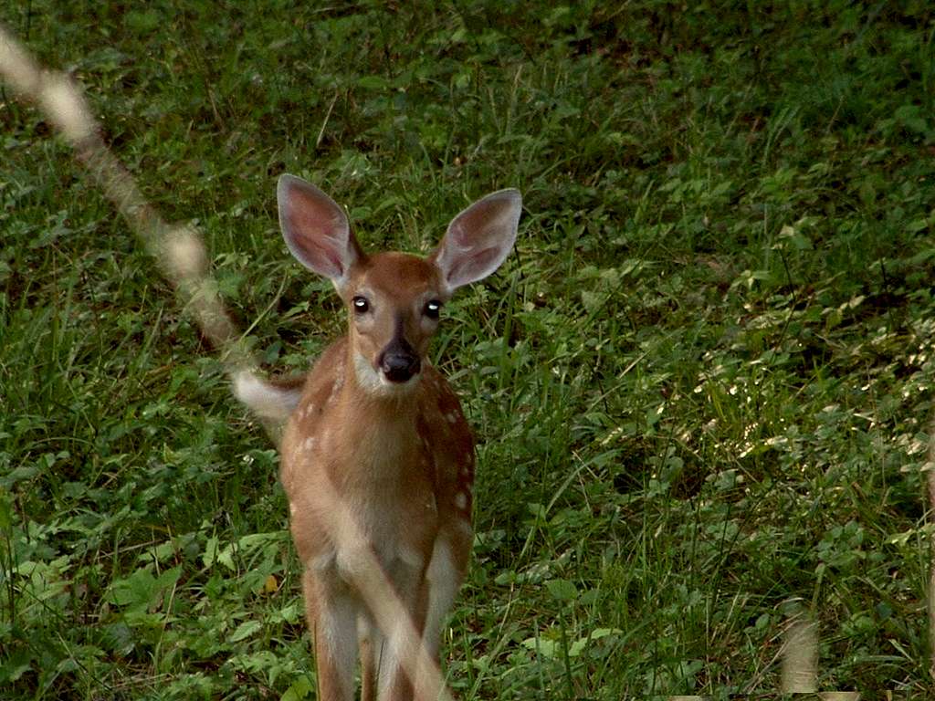 Catskill Fawn